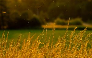 Preview wallpaper grass, nature, blur
