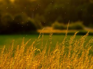 Preview wallpaper grass, nature, blur