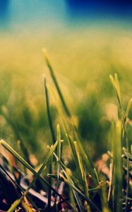 Preview wallpaper grass, nature, close-up