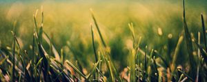 Preview wallpaper grass, nature, close-up