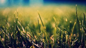 Preview wallpaper grass, nature, close-up