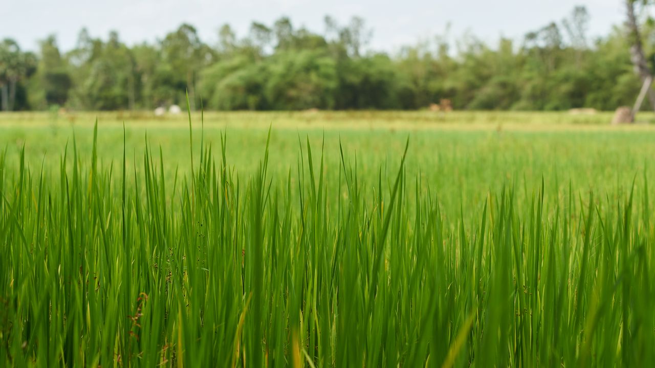 Wallpaper grass, nature, trees, green