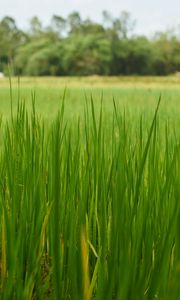Preview wallpaper grass, nature, trees, green