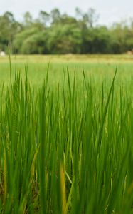 Preview wallpaper grass, nature, trees, green
