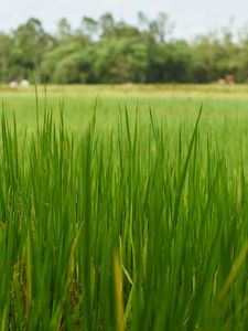 Preview wallpaper grass, nature, trees, green