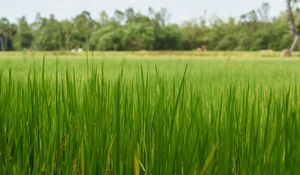 Preview wallpaper grass, nature, trees, green