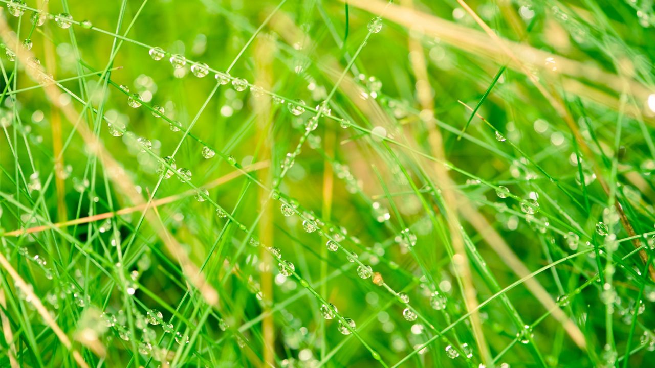 Wallpaper grass, network, drops, bright