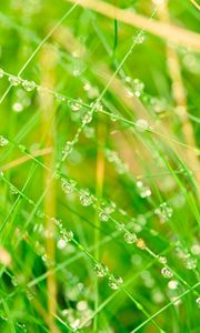 Preview wallpaper grass, network, drops, bright