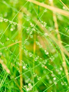 Preview wallpaper grass, network, drops, bright