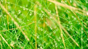 Preview wallpaper grass, network, drops, bright