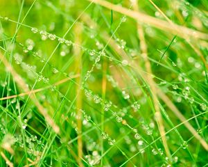 Preview wallpaper grass, network, drops, bright