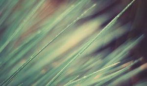 Preview wallpaper grass, obliquely, light, line