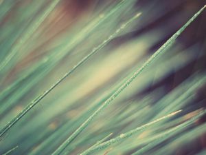 Preview wallpaper grass, obliquely, light, line