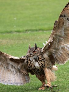 Preview wallpaper grass, owl, wings, wingspan, paws, claws