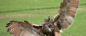 Preview wallpaper grass, owl, wings, wingspan, paws, claws