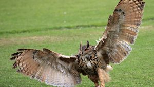 Preview wallpaper grass, owl, wings, wingspan, paws, claws