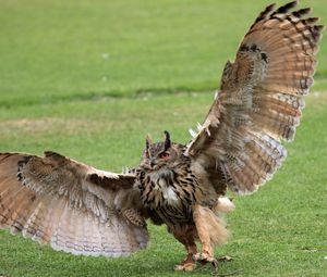 Preview wallpaper grass, owl, wings, wingspan, paws, claws