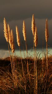 Preview wallpaper grass, panicles, dry, stems, plant
