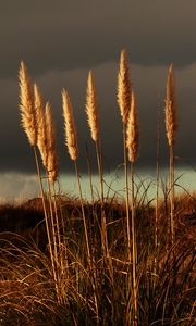 Preview wallpaper grass, panicles, dry, stems, plant