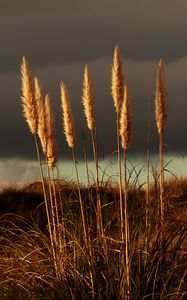 Preview wallpaper grass, panicles, dry, stems, plant