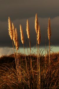 Preview wallpaper grass, panicles, dry, stems, plant