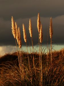 Preview wallpaper grass, panicles, dry, stems, plant