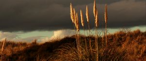 Preview wallpaper grass, panicles, dry, stems, plant