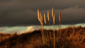 Preview wallpaper grass, panicles, dry, stems, plant