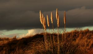 Preview wallpaper grass, panicles, dry, stems, plant