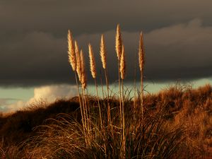 Preview wallpaper grass, panicles, dry, stems, plant