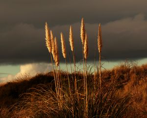 Preview wallpaper grass, panicles, dry, stems, plant