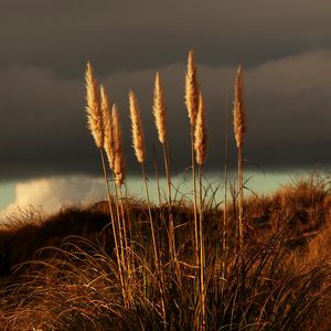 Preview wallpaper grass, panicles, dry, stems, plant