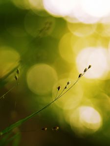 Preview wallpaper grass, patches, circles, background, blurred