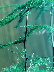 Preview wallpaper grass, patches, stem, plant