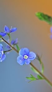 Preview wallpaper grass, petals, leaves, herbs, background