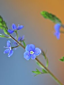 Preview wallpaper grass, petals, leaves, herbs, background