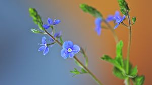 Preview wallpaper grass, petals, leaves, herbs, background