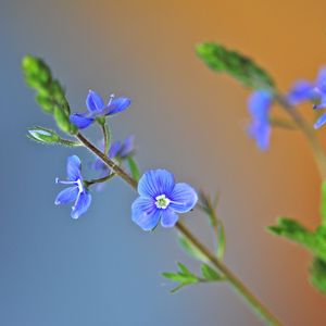 Preview wallpaper grass, petals, leaves, herbs, background