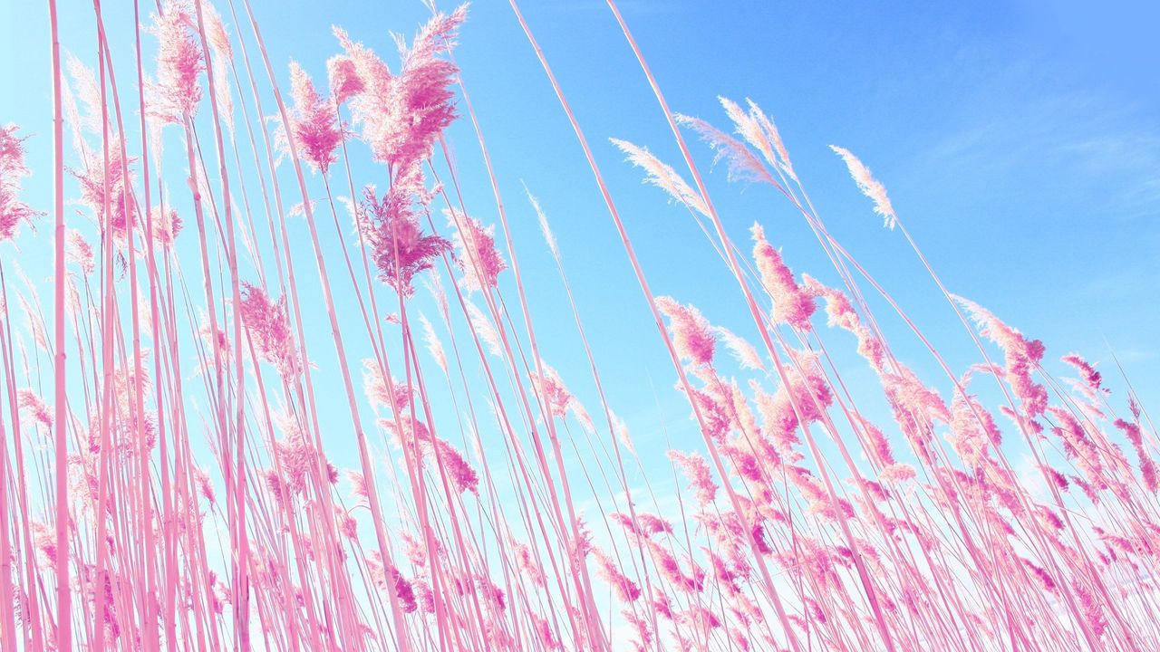 Wallpaper grass, pink, sky