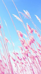 Preview wallpaper grass, pink, sky