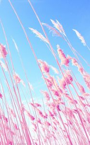 Preview wallpaper grass, pink, sky