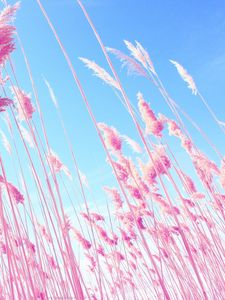 Preview wallpaper grass, pink, sky