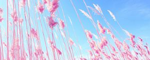 Preview wallpaper grass, pink, sky