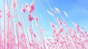 Preview wallpaper grass, pink, sky