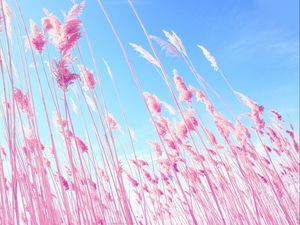 Preview wallpaper grass, pink, sky