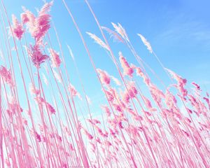 Preview wallpaper grass, pink, sky