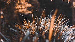Preview wallpaper grass, plant, blur, leaves