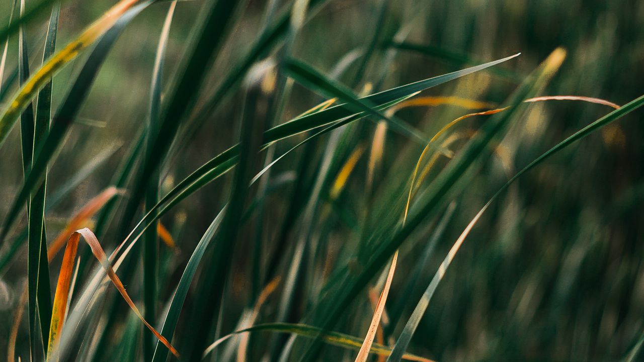 Wallpaper grass, plant, blur, leaves, macro