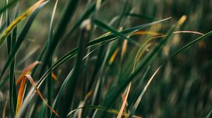 Preview wallpaper grass, plant, blur, leaves, macro