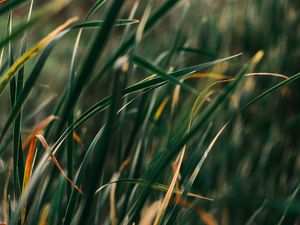 Preview wallpaper grass, plant, blur, leaves, macro